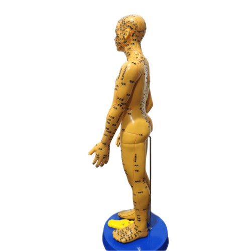 Akupunktur Eğitim İçin  İnsan Maketi